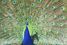 male peacock 