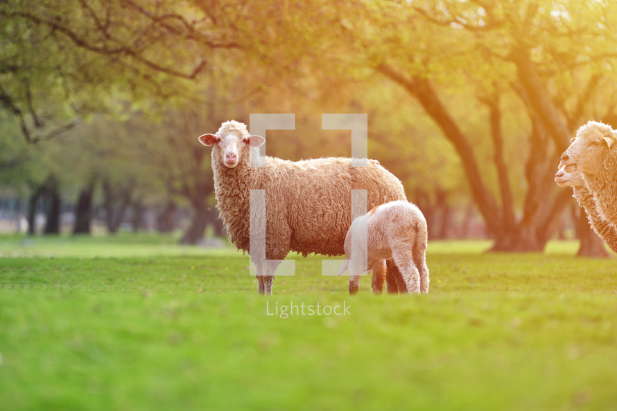 Sheep and lambs in a pasture 