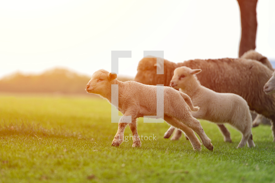 sheep and lambs in a pasture 