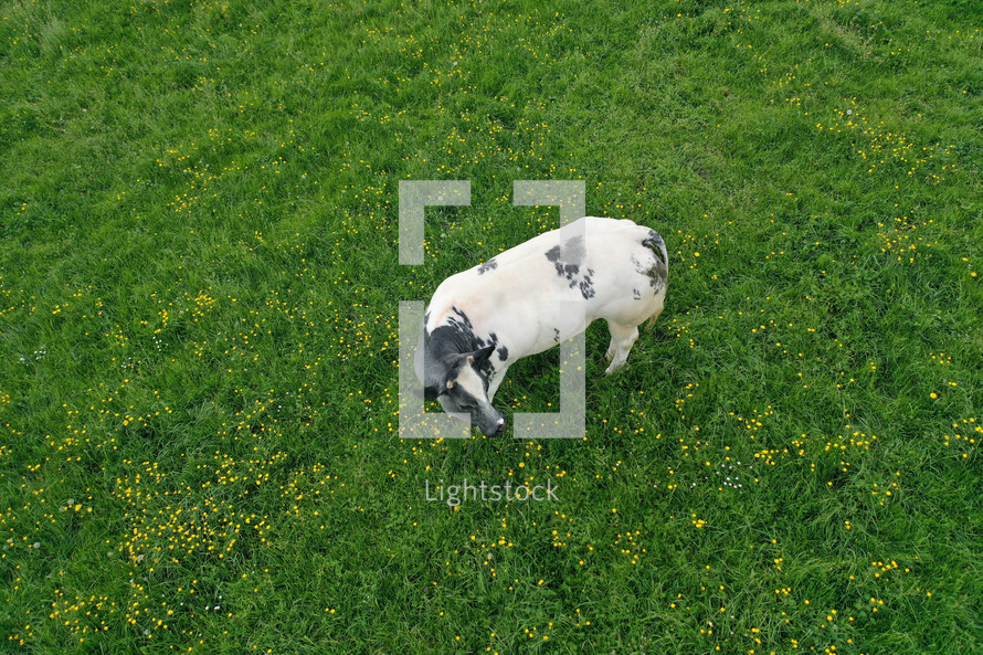 cow resting in a pasture 
