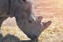 male bull white Rhino also called african rhinoceros with cut horn from zoo
