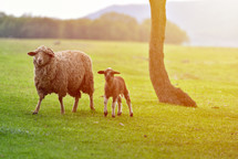 sheep and lamb in a pasture 