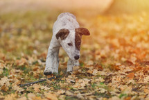 puppy running outdoors 