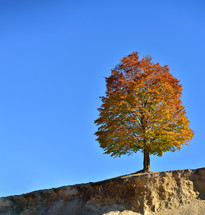 single fall tree 