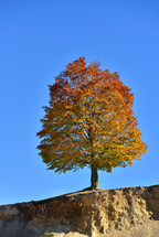 single autumn colored tree on the edge against clear blue sky