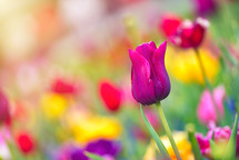 purple and red tulips 