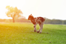 lamb in a field 