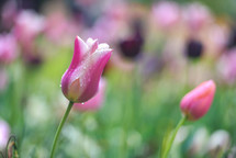 pink and white tulips 