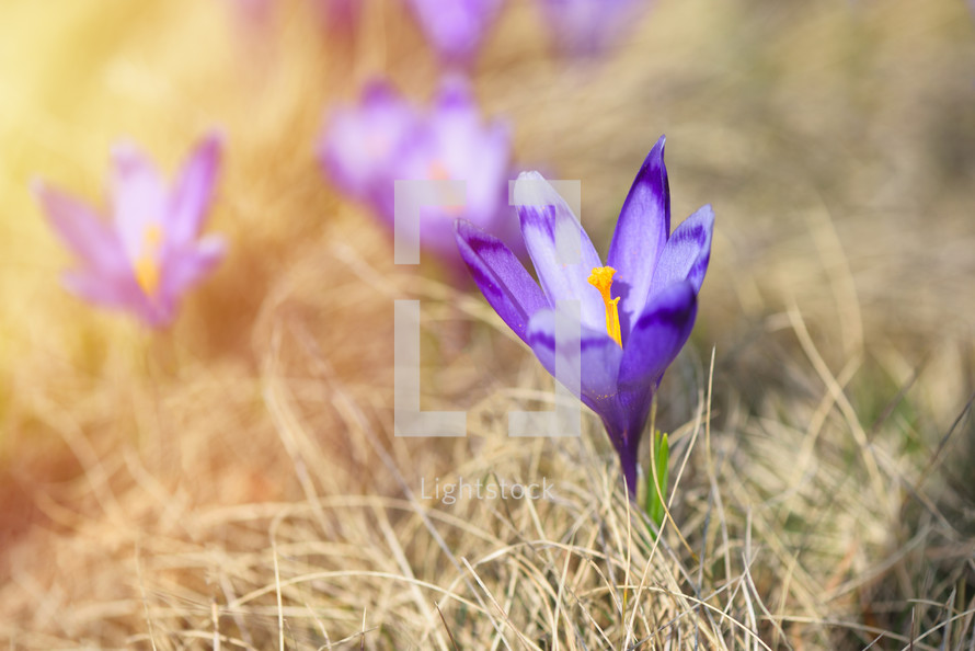 Purple blossoms of crocuses (Colchicum autumnale) on a mountain meadow in the sunshine