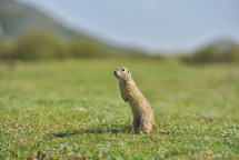European ground squirrel in grass