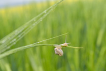 snail on green wheat in a field 