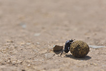 Dung beetle rolls a dung ball