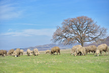 flock of sheep in pasture 