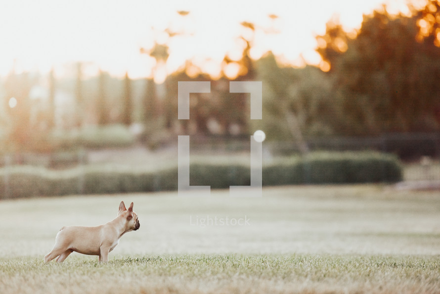 french bulldog puppy in the grass