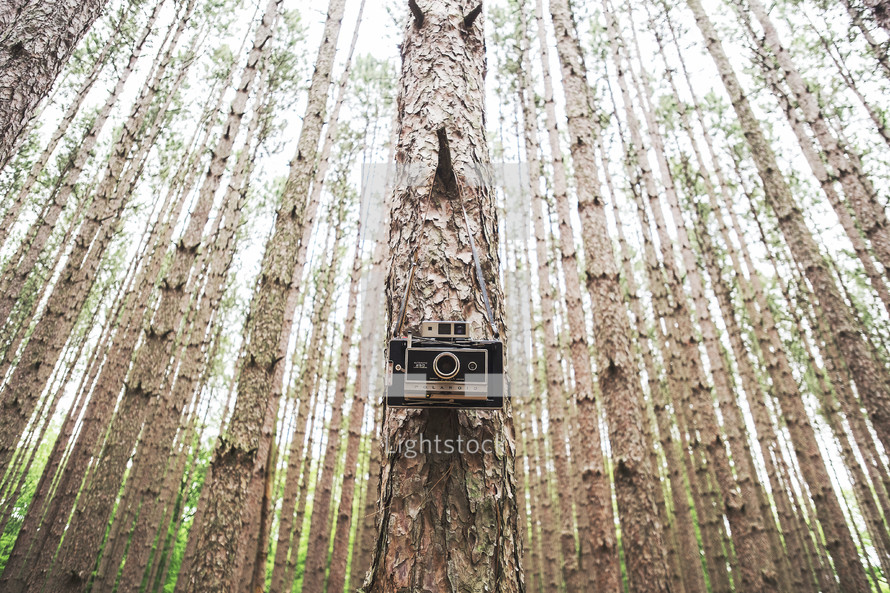 vintage camera hanging on a tree 