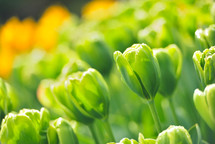green tulips 