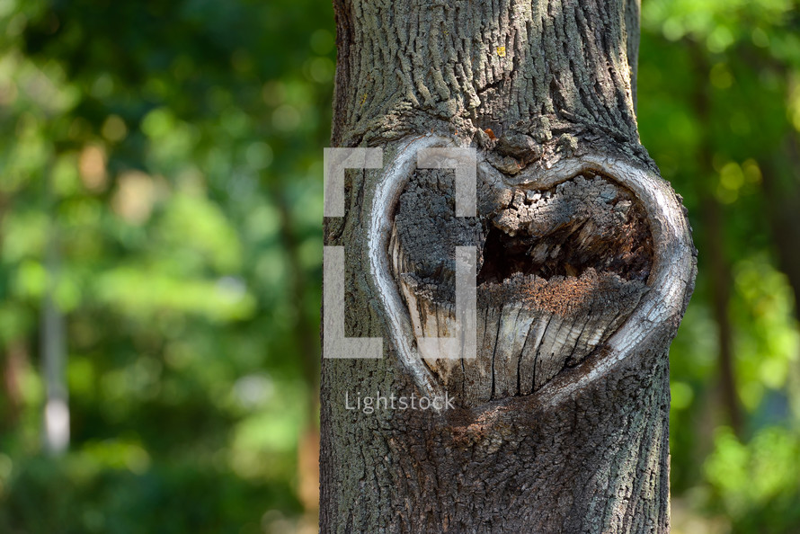 natural heart shape in a tree trunk 
