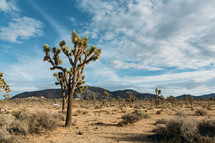 cactus in the desert of Joshua Tree 