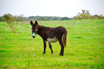 donkey in a pasture 