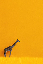 A lone giraffe standing in yellow grass against a vibrant orange background, symbolizing the beauty and simplicity of African wildlife.