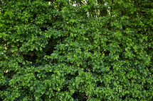 green leaves on summer trees 