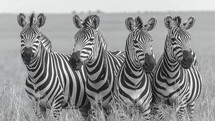 Monochrome image of four zebras in a line, facing the camera in natural habitat.