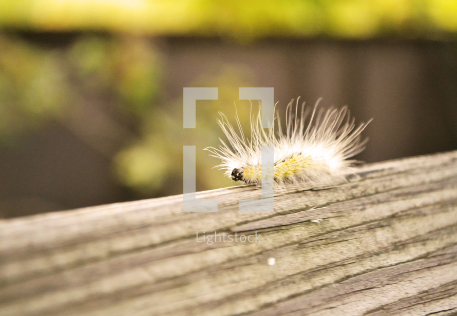 fuzzy caterpillar 