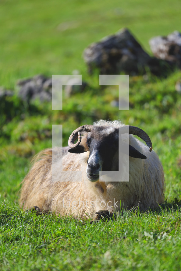 resting sheep with horns