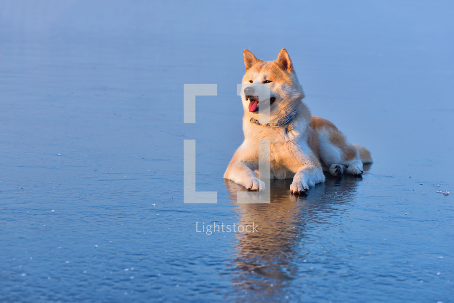 Akita Inu dog sitting on frozen lake in winter season at sunset
