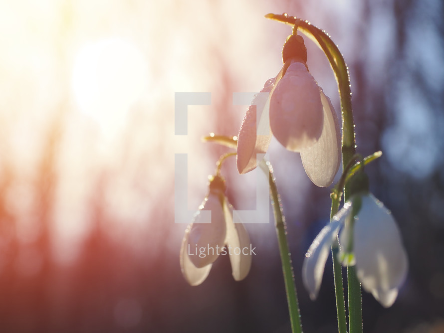 Snowdrop or common snowdrop (Galanthus nivalis) flowers