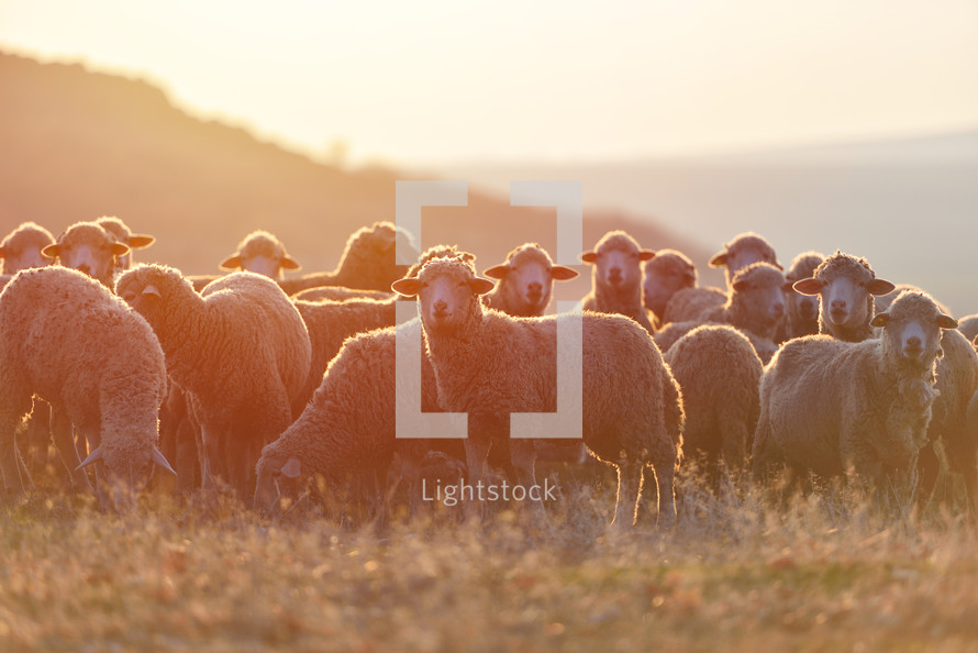 flock of sheep in a pasture 