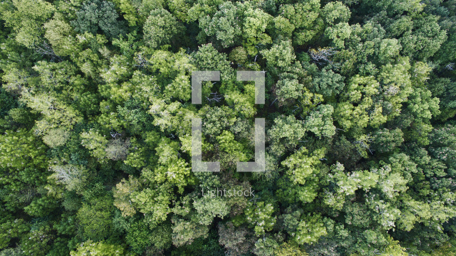 aerial view of trees in a forest.