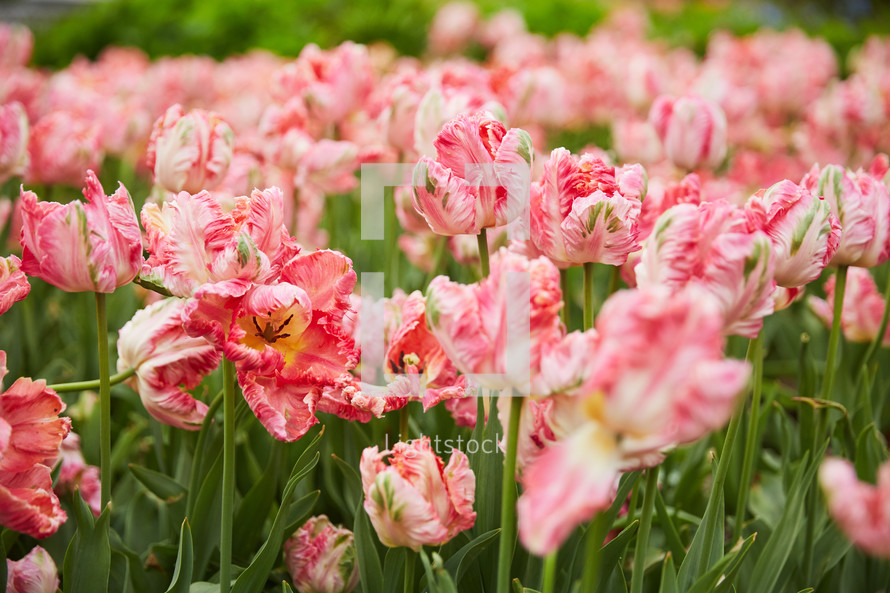 fancy pink tulips 