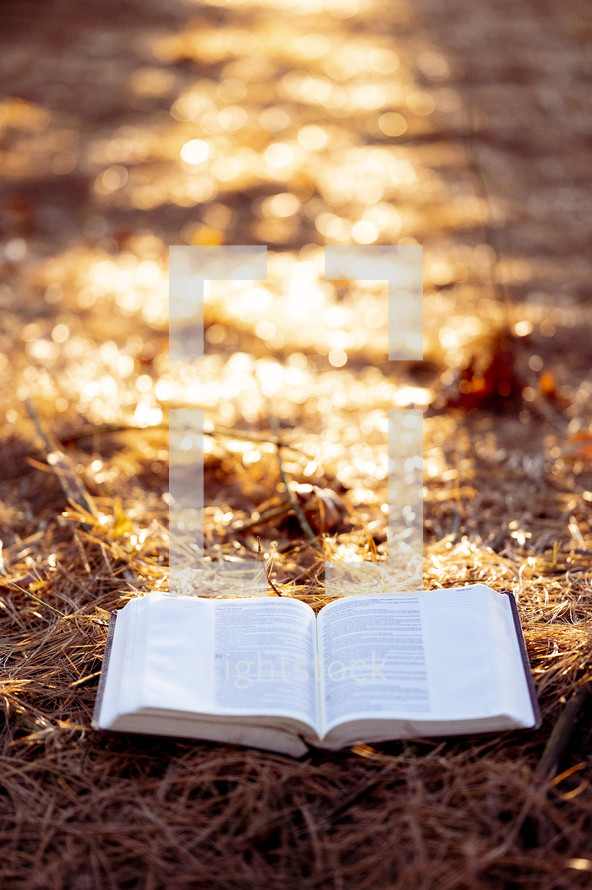 an open Bible on a forest floor 