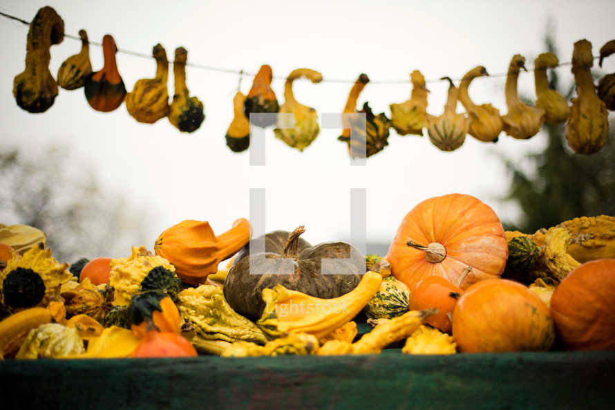 Gourds and pumpkins placed inside of an old wooden cart. Additional gourds hang above it in the background.