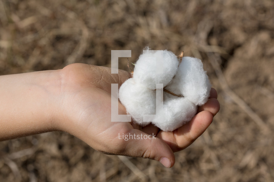 hand holding a cotton plant 