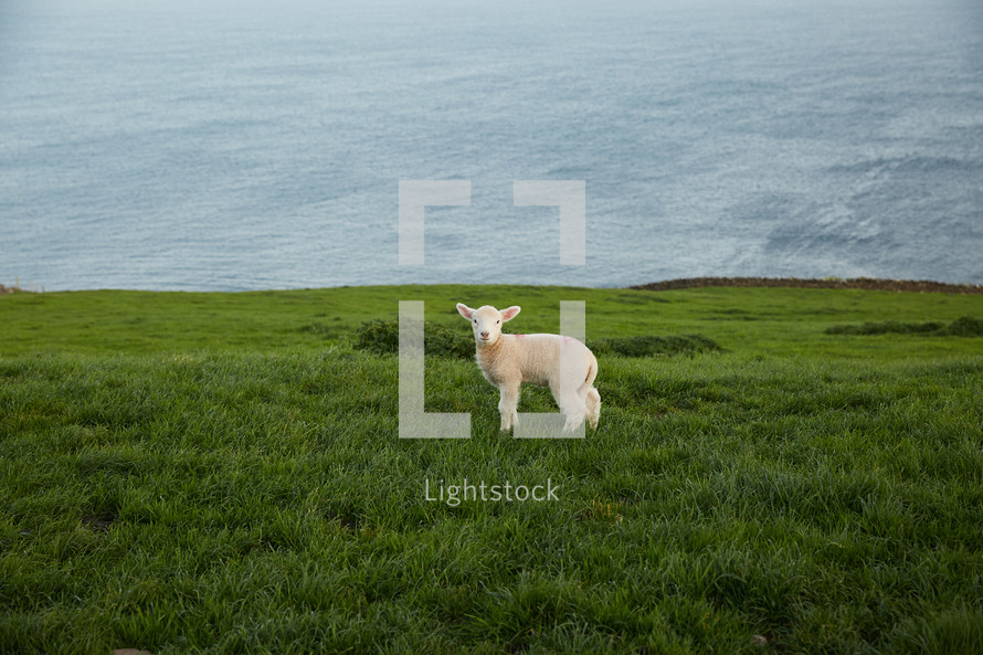 a lamb at the top of a green cliff along a shore line 