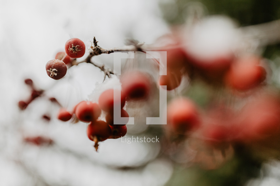 berries on branches, abstract