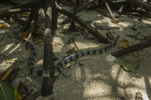 venomous sea snake on the sand