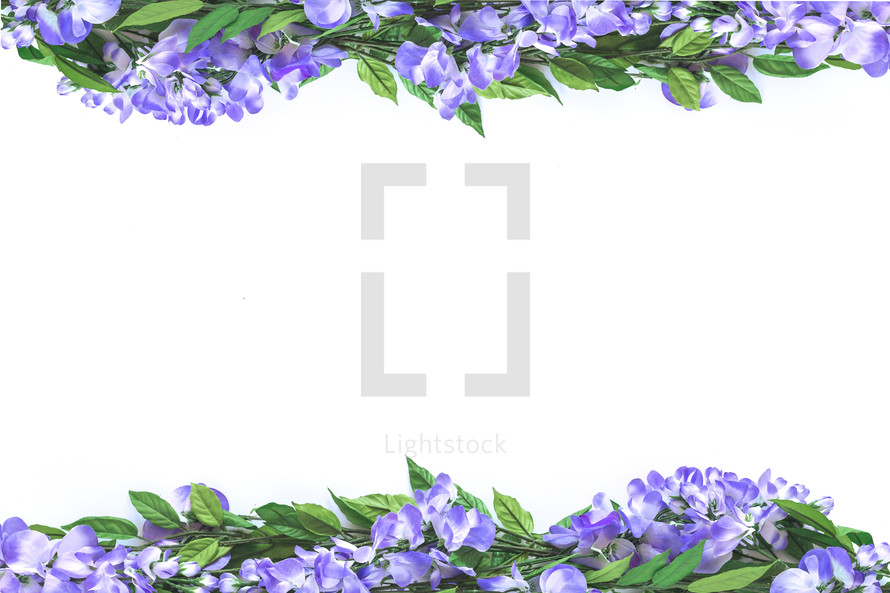 purple flowers on white 