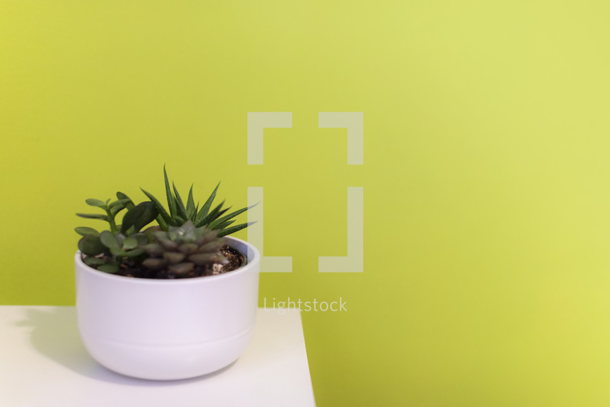 succulent plant and yellow background 