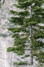 tall pine tree 