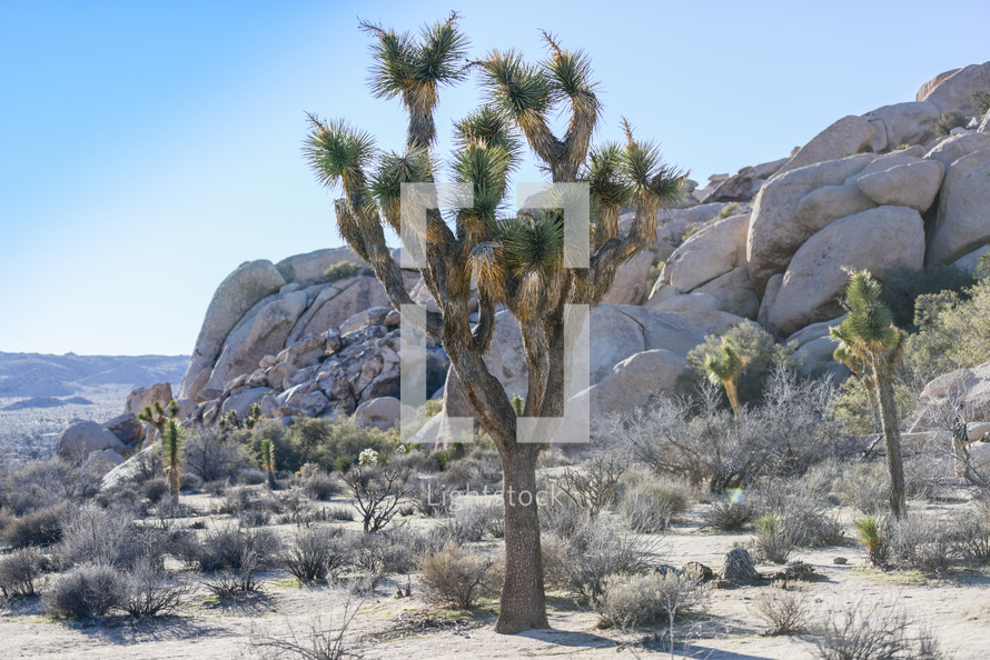 Joshua tree cactus in a desert 