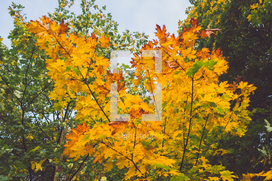 yellow fall foliage 