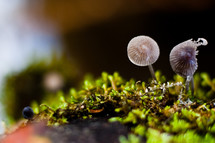 mushrooms and moss 