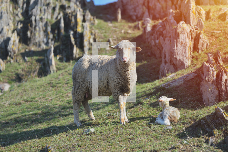 lamb and sheep 