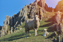 sheep and lamb on a hill 
