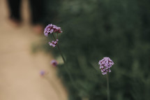 small purple flowers in a sea of green