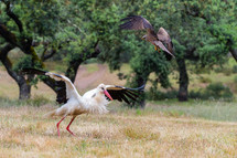 stork defending itself from eagle