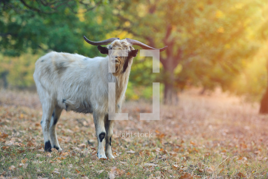 Grey billy goat with short fur and horns